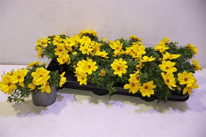 <h4>Bid Eldoro Grande</h4>