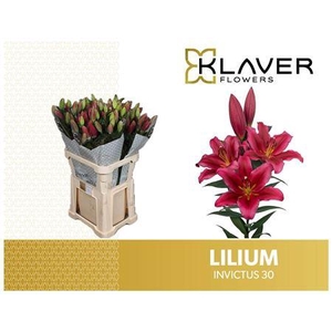 LI OT INVICTUS 3+