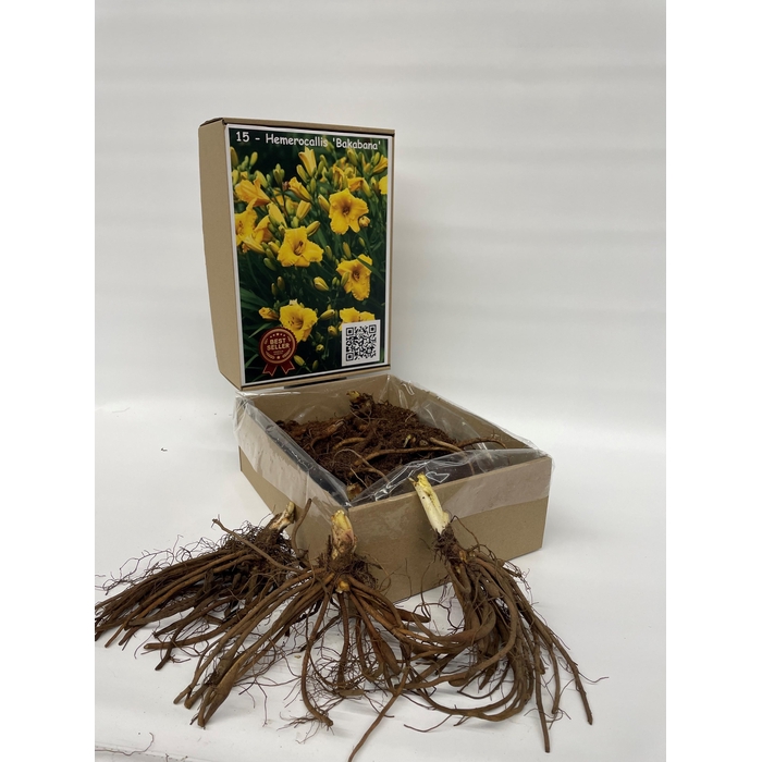 <h4>BOLBLOEMEN OV</h4>