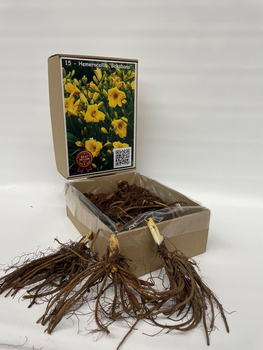 <h4>BOLBLOEMEN OV</h4>