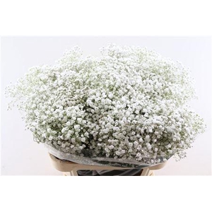 Gypsophila pan Xlence