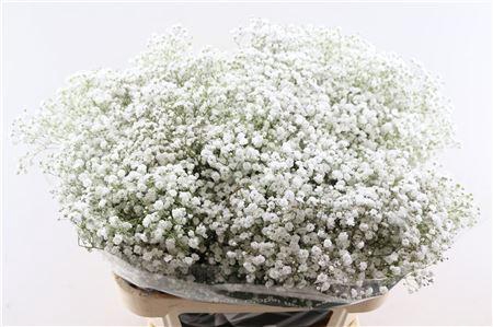 <h4>Gypsophila pan Xlence</h4>