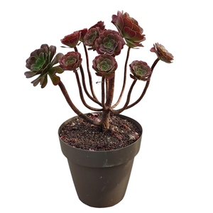 AEONIUM ARBOREUM ATROPURPUREUM - POT Ø 25 H 35 (SUCCULENTEN)