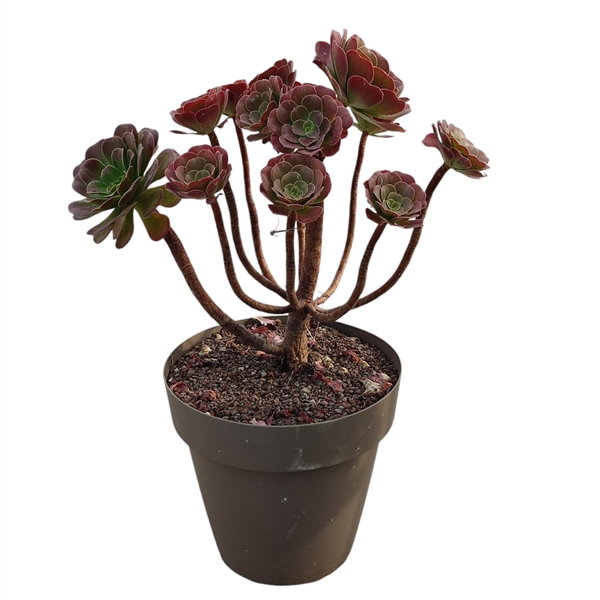 <h4>AEONIUM ARBOREUM ATROPURPUREUM - POT Ø 25 H 35 (SUCCULENTEN)</h4>