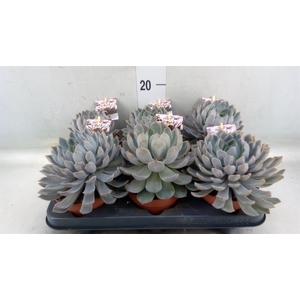 Echeveria   ...