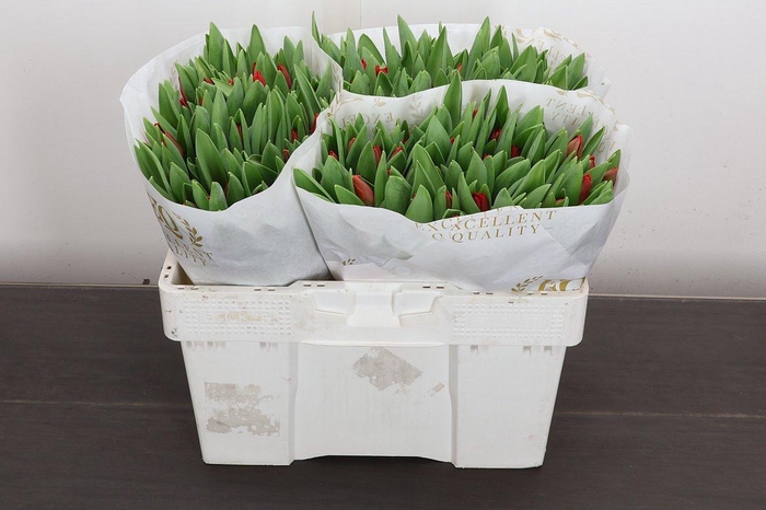 <h4>Tu En Escape</h4>