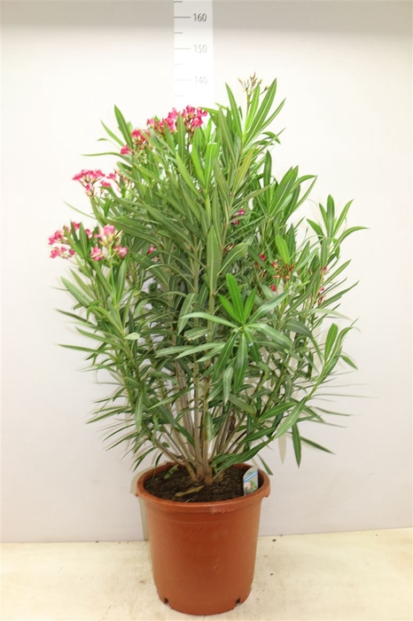 <h4>Nerium Oleander Struik</h4>