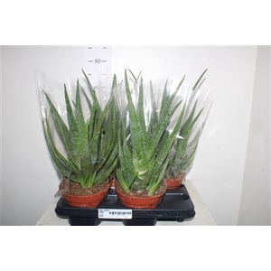 Aloe Mistral P15