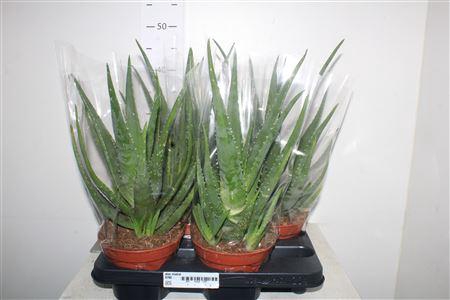<h4>Aloe Mistral P15</h4>
