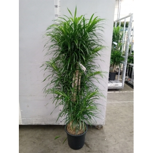 Dracaena refl. 'Anita'