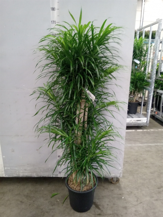 <h4>Dracaena refl. 'Anita'</h4>