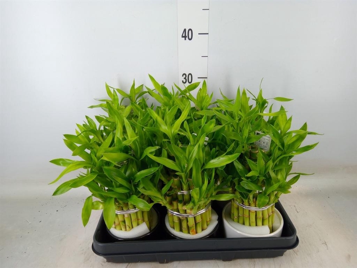 <h4>Dracaena sand. 'Lucky Bamboo' ..pyr</h4>