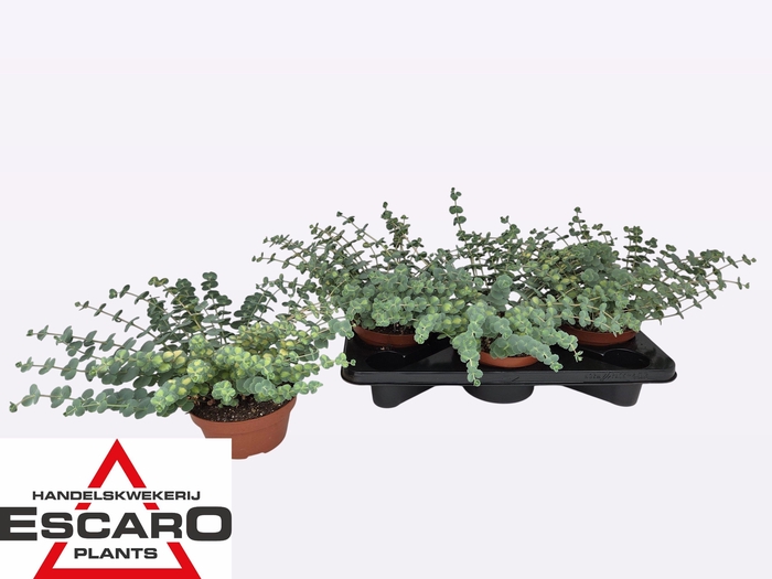 <h4>SEDUM SI MEDIOVARIEG</h4>