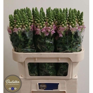 Antirrhinum Legend Light Pink