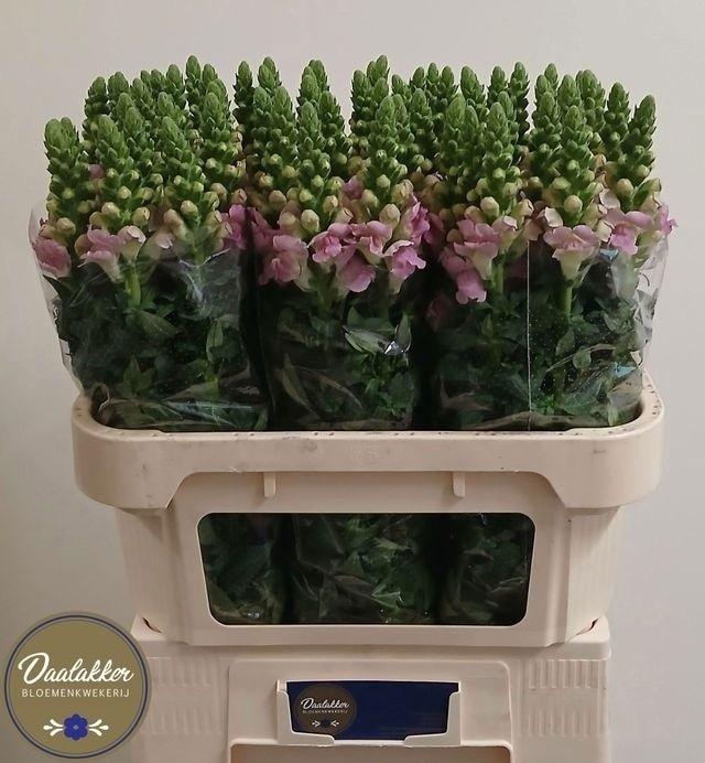 <h4>Antirrhinum Legend Light Pink</h4>