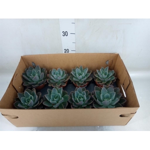 Echeveria   ...