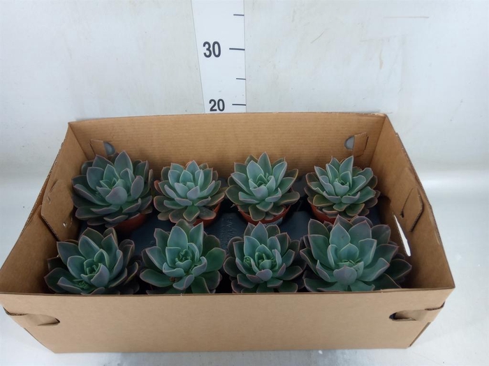 <h4>Echeveria ...</h4>