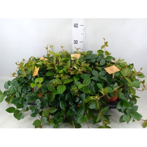 Peperomia  'Rocca Scuro'