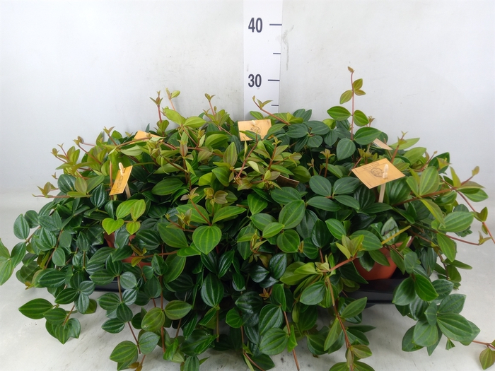 <h4>Peperomia  'Rocca Scuro'</h4>