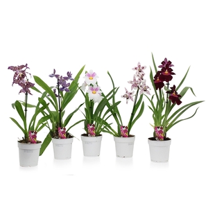 Orchid mix 1 spike 50-70 cm basic A2