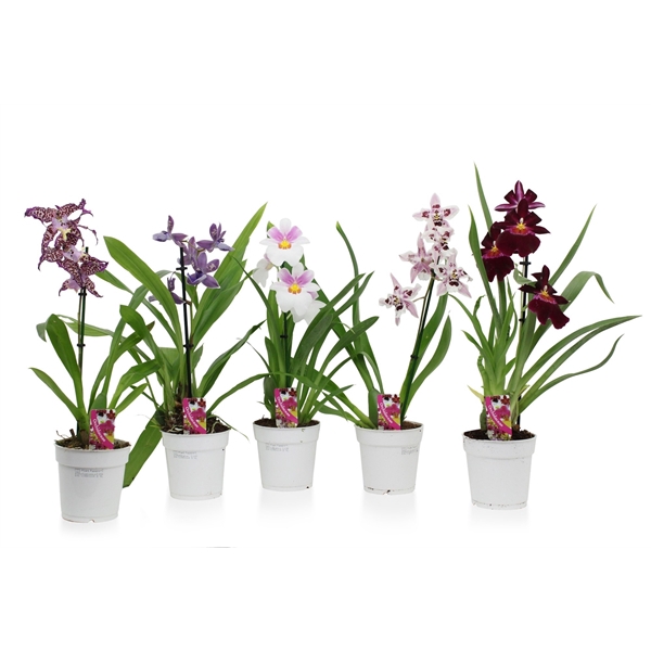 <h4>Orchid mix 1 spike 50-70 cm basic A2</h4>