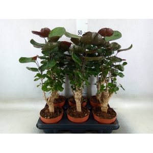 Polyscias scutellaria 'Fabian'