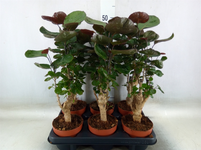 <h4>Polyscias scutellaria 'Fabian'</h4>
