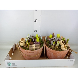 Arr.   Bol/Knolgewas L%