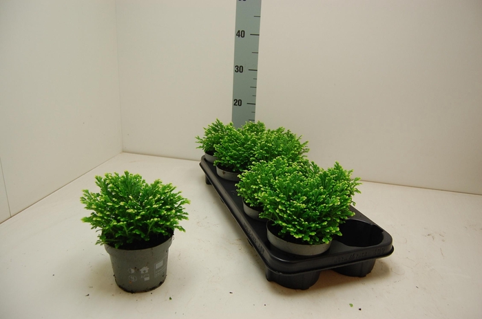 <h4>SELAG M JORI</h4>