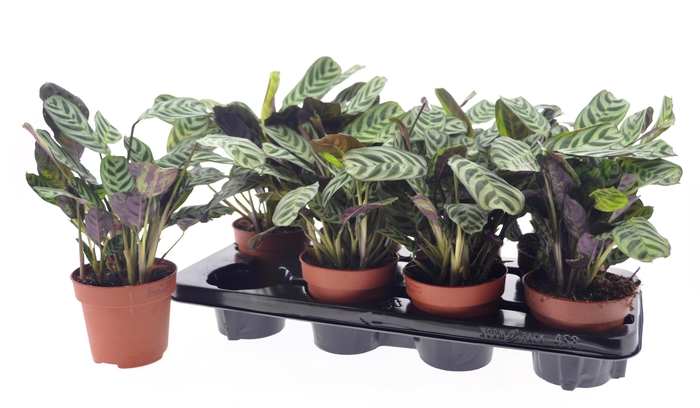 <h4>CTENANTHE BURLE-MARX</h4>