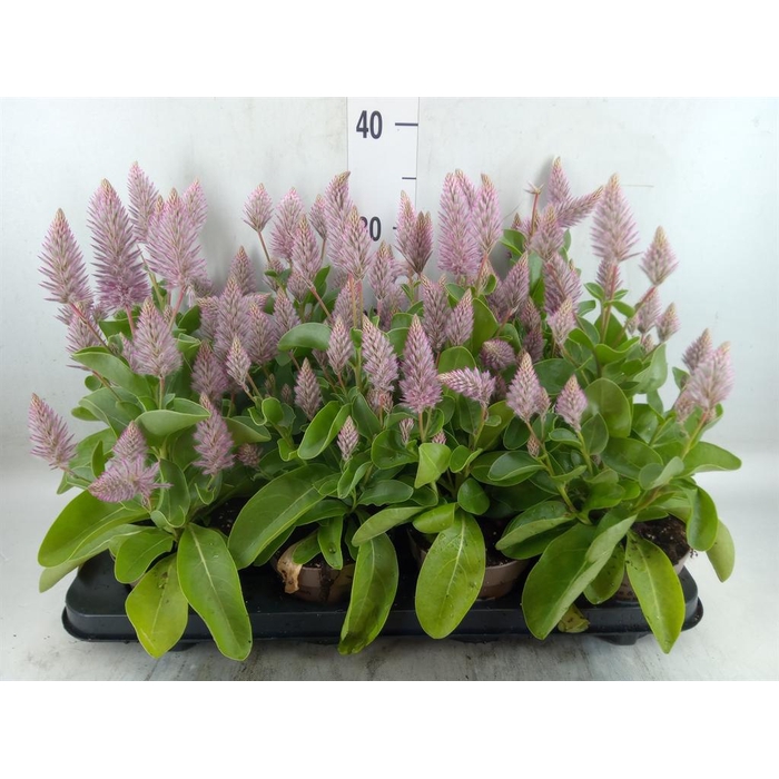 <h4>Ptilotus exaltatus 'Joey'</h4>