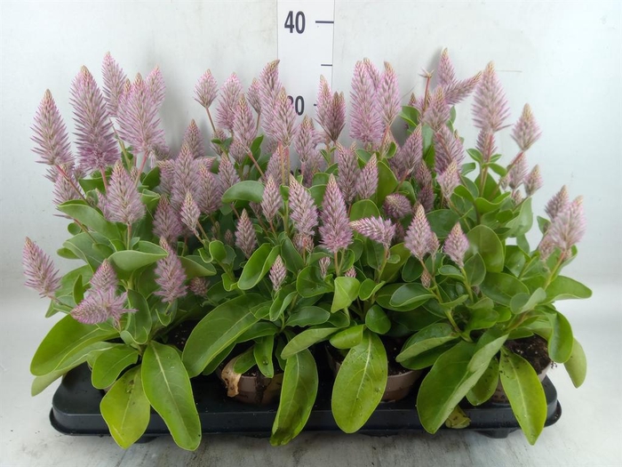 Ptilotus exaltatus 'Joey'