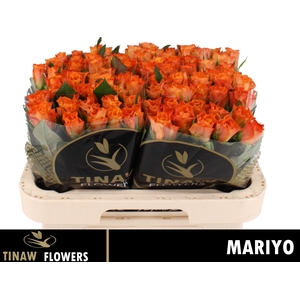 R GR MARIYO!