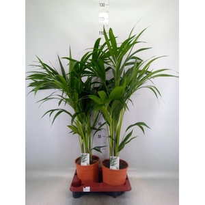 Howea forsteriana