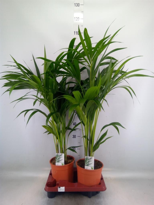 <h4>Howea forsteriana</h4>