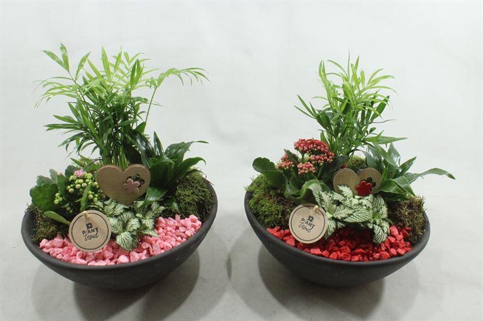 <h4>6621 EBBI INDOOR ROOD/ROZE</h4>