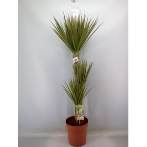 Dracaena marg. 'Bicolor'