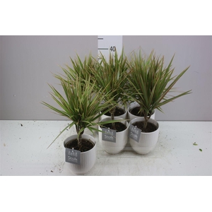Dracaena Bicolor 1 Stam Liv Keramiek