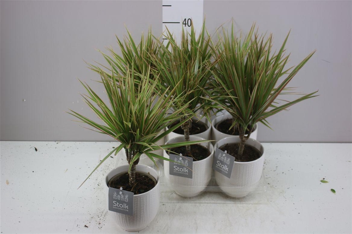 <h4>Dracaena Bicolor 1 Stam Liv Keramiek</h4>