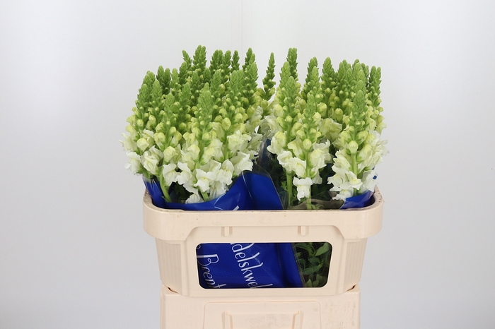 <h4>Antir Antibes White</h4>