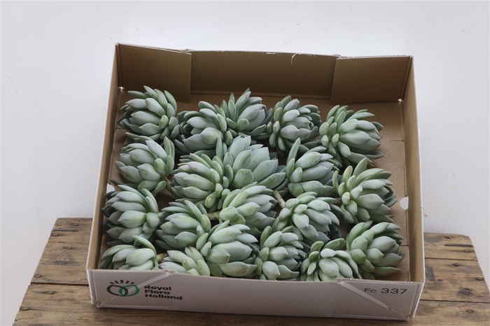 <h4>Echeveria Elegance Klein X20</h4>