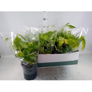 Epipremnum pinn. 'Aureum'
