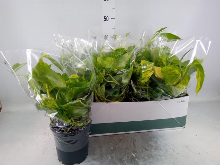 <h4>Epipremnum pinn. 'Aureum'</h4>
