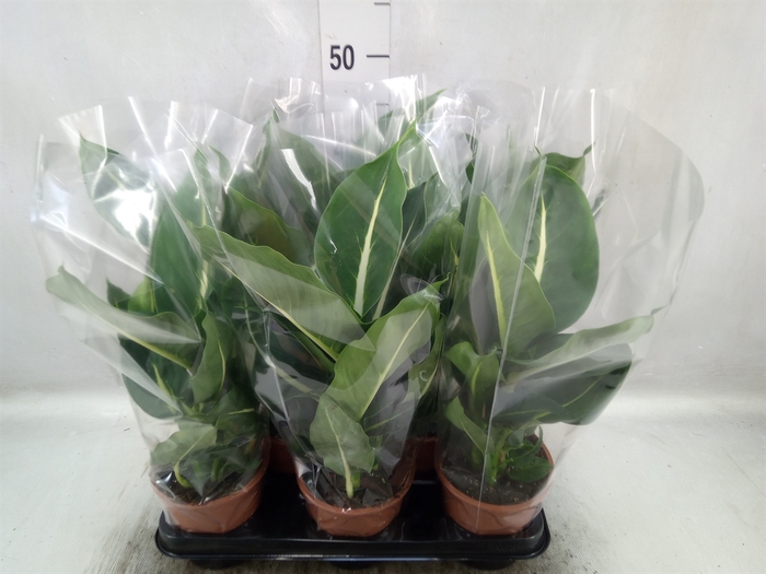 <h4>Dieffenbachia  'Green Magic'</h4>