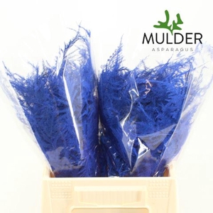 Asparagus DYED Blue Dark