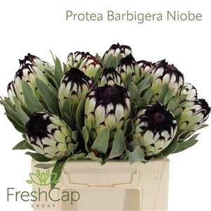 Protea Barbigera Niobe