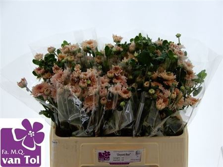 <h4>Chr T Gompie Rose</h4>