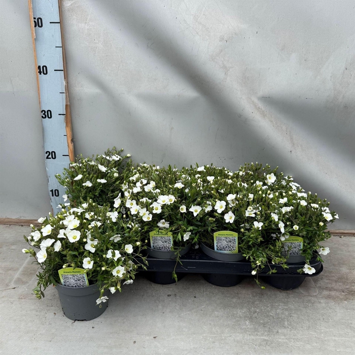 <h4>Arenaria montana</h4>