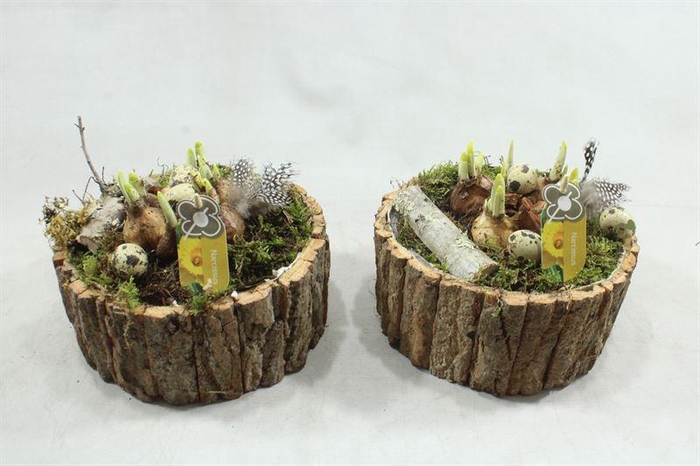 <h4>7114 SCHORS ROND TETE</h4>