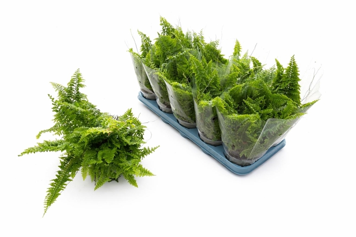 <h4>NEPHR EX VITALE</h4>